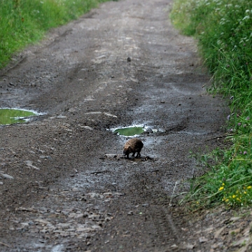 fauna2019r Jeż, tereny wsi Tyskowa (foto: P. Szechyński)