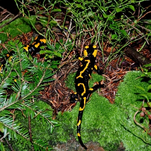 fauna2019ss Salamandra plamista, Kamienna Góra k.Rabego (foto: P. Szechyński)