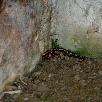 fauna2019sss Salamandra plamista, chowa się w różnych miejscach (foto: P. Szechyński)