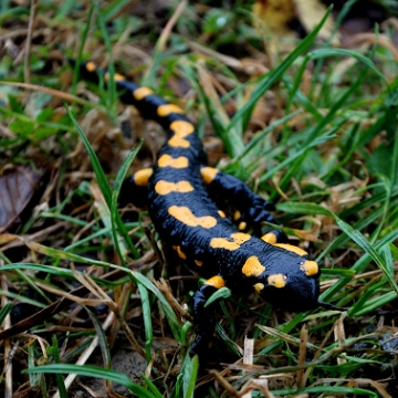 fauna2019ssss Salamandra plamista, Stężnica (foto: P. Szechyński)