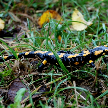 fauna2019sssss Salamandra plamista, Stężnica (foto: P. Szechyński)