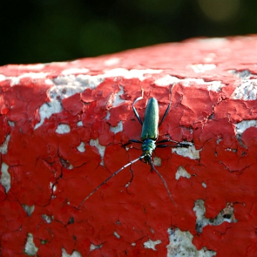 fauna2019w Wonnica piżmówka na słupku granicznym pod Jasłem (foto: P. Szechyński)