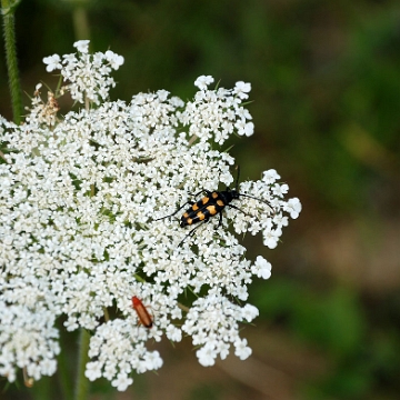 fauna2019z Baldurek pstrokaty (foto: P. Szechyński)