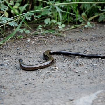 fauna2019za2 Padalec zwyczajny, Tyskowa (foto: P. Szechyński)