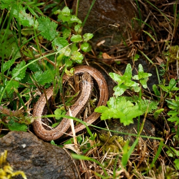 fauna2019zzzz Padalec zwyczajny, Balnica (foto: P. Szechyński)