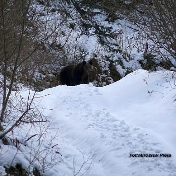 fauna2021a Niedźwiedź brunatny, okolice Procisnego (foto: Mirek Piela)