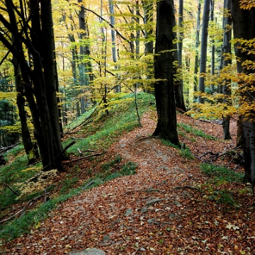 jdusz2013b Jeziorka Duszatyńskie, rezerwat Zwiezło, jesień (foto: P. Szechyński)