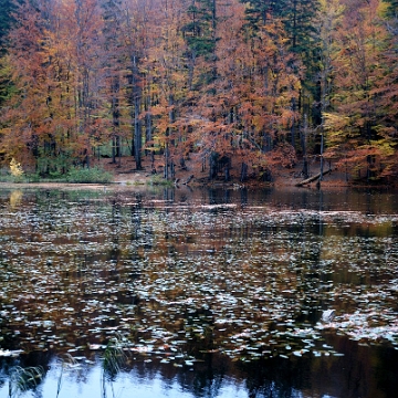 jdusz2013c Jeziorka Duszatyńskie, jesień (foto: P. Szechyński)