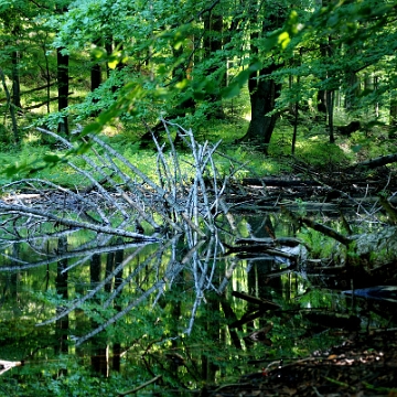 jdusz2019d Jeziorka Duszatyńskie, lato (foto: P. Szechyński)