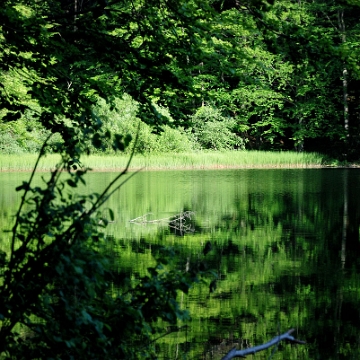 jdusz2019f Jeziorka Duszatyńskie, lato (foto: P. Szechyński)