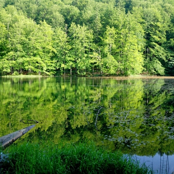 jdusz2019h Jeziorka Duszatyńskie, lato (foto: P. Szechyński)