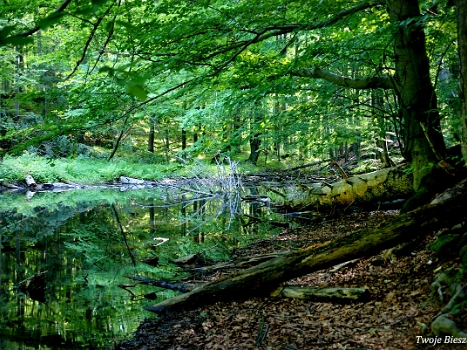 Jeziorka Duszatyńskie i rezerwat "Zwiezło"