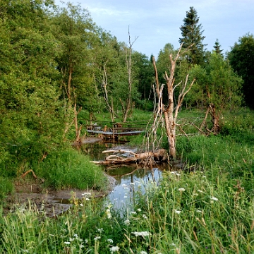 tarnawa2016g Tarnawa Wyżna, torfowisko wysokie "Tarnawa" (foto: P. Szechyński)