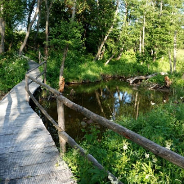 tarnawa2016p Tarnawa Wyżna, torfowisko wysokie "Tarnawa" (foto: P. Szechyński)