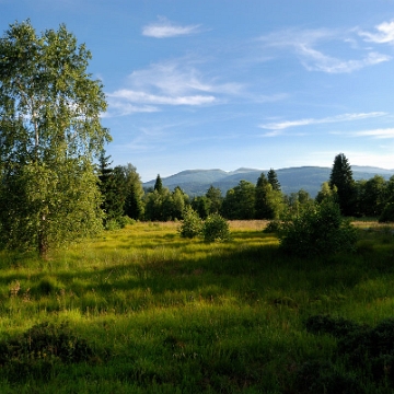 tarnawa2016s Tarnawa Wyżna, torfowisko wysokie "Tarnawa" (foto: P. Szechyński)