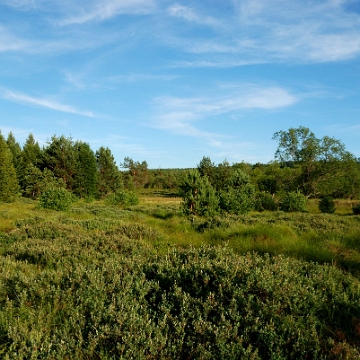 tarnawa2016t Tarnawa Wyżna, torfowisko wysokie "Tarnawa" (foto: P. Szechyński)