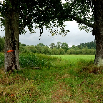 tarnawa2017a Tarnawa Niżna,ścieżka do Dźwiniacza Górnego, 2017 (foto: P. Szechyński)