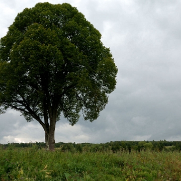 tarnawa2017d Tarnawa Niżna, ścieżka do Dźwiniacza Górnego, 2017 (foto: P. Szechyński)