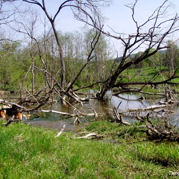 oslawica2005c Osławica, bobrowe rozlewisko w dolnej części wsi, 2005 (foto: P. Szechyński)