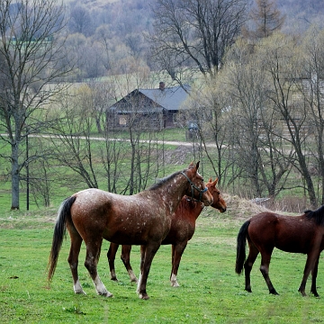 smolnik2010l Smolnik, 2010 (foto: P. Szechyński)