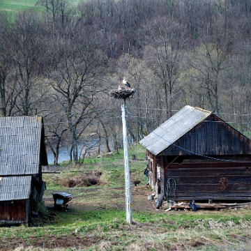 smolnik2010p Smolnik, 2010 (foto: P. Szechyński)