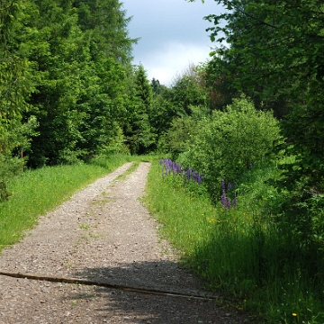 zatwarnica2020g Zatwarnica / Sękowiec, droga do rezerwatu Hulskie, 2020 (foto: P. Szechyński)