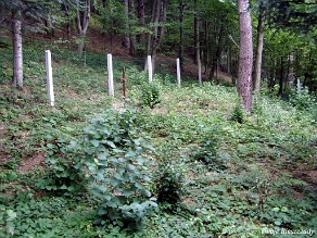 komancza2007h Komańcza, cmentarz z I wojny w Letnisku, 2007 (foto: P. Szechyński)