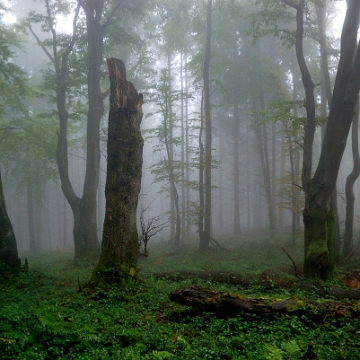 chrysz2014e Chryszczata, północno-wschodnie stoki (foto: P. Szechyński