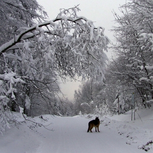 zebrak2009a Przełęcz Żebrak, zima 2009 (foto: P. Szechyński)