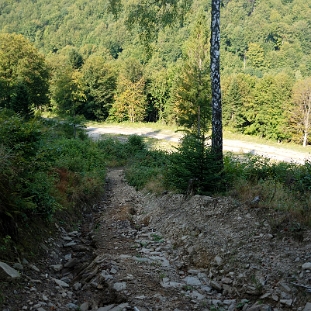 hyrlata2016h Hyrlata, zejście niebieskim szlakiem do drogi Solinka - Żubracze (foto: P. Szechyński)
