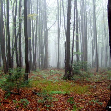 kinczyk2005e Pod Piniaszkowym, 2005 (foto: P. Szechyński)