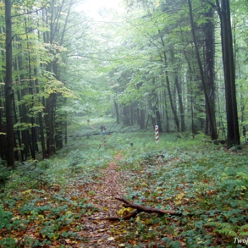 kinczyk2005p Okolica przełęczy Żydowski Beskid, 2005 (foto: P. Szechyński)