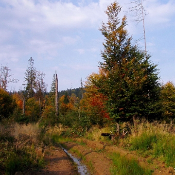 kinczyk2005z10 Między Kińczykiem a schronem nad Negrylowym, 2005 (foto: P. Szechyński)