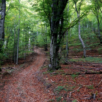 korbania-2014g Korbania, podejście od strony Łopienki (foto: P. Szechyński)