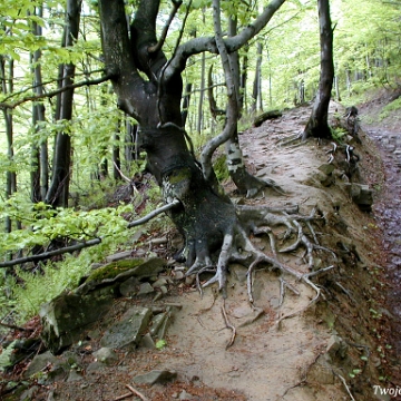 wetlinska2003f Połonina Wetlińska, szlak żółty, 2003 (foto: P. Szechyński)