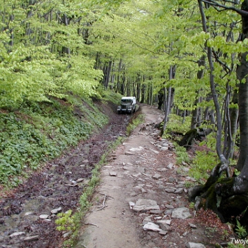 wetlinska2003h Połonina Wetlińska, szlak żółty, tzw. końska droga, 2003 (foto: P. Szechyński)