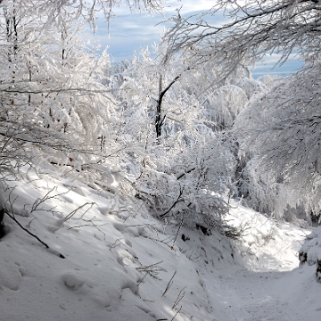 wetlinska2010a Połonina Wetlińska, szlak żółty od Przełęczy Wyżnej (foto: P. Szechyński)