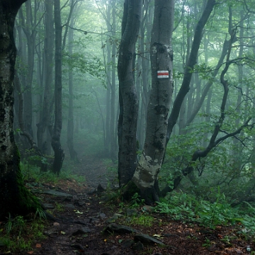 wolos2018c Wołosań, szczyt, szlak czerwony w kierunku Jawornego (foto: P. Szechyński)