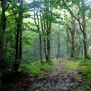 wolos2018g Wołosań (foto: P. Szechyński)