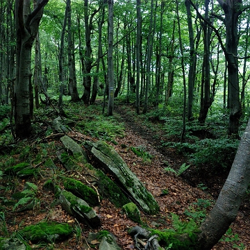 wolos2018i Wołosań, wychodnie skalne po szczytem od strony Cisnej (foto: P. Szechyński)