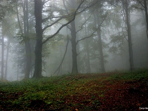 Chryszczata i Przełęcz Żebrak Zdjęcia ze szczytu oraz szlaków prowadzących na Chryszczatą i Przełęczy Żebrak