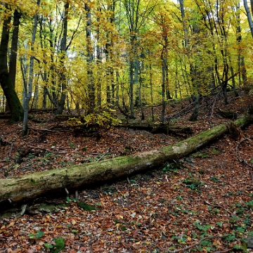 chrysz2013f Chryszczata, północne stoki, nieistniejący szlak zwany kapliczkowym od strony Huczwic (foto: P. Szechyński)