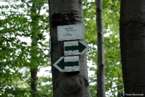 hyrlata2012a Hyrlata, wierchołek Berdo, znaczki GPS od strony Żubraczego (foto: P. Szechyński)