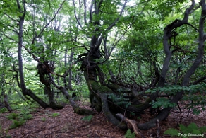 hyrlata2012b Hyrlata, las na wierchołku (foto: P. Szechyński)