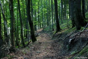 hyrlata2012j Hyrlata, zejście do Roztok Górnych, 2012 (foto: P. Szechyński)
