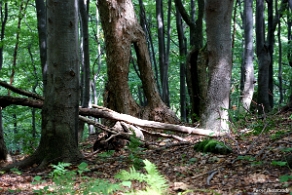 hyrlata2012k Hyrlata, las na zboczach (foto: P. Szechyński)