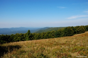 hyrlata2016f Hyrlata, Wielka Polana (foto: P. Szechyński)