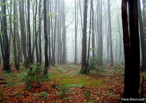 kinczyk2005e Pod Piniaszkowym, 2005 (foto: P. Szechyński)