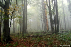 kinczyk2005g Między Piniaszkowym a Opołonkiem, 2005 (foto: P. Szechyński)