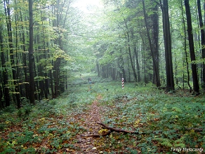 kinczyk2005p Okolica przełęczy Żydowski Beskid, 2005 (foto: P. Szechyński)